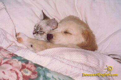 cute-puppy-kitty-cuddling-pic52.jpg